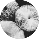 Sterilair: O que causa a rinite? Fungos.